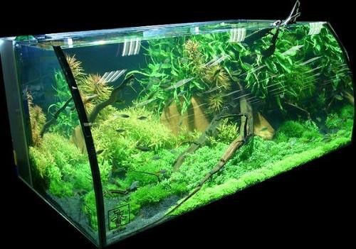 80的魚缸多少公斤水：如何計算魚缸多少升水