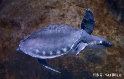 豬鼻龜容易生病嗎圖片：豬鼻龜常見病圖片和豬鼻龜常見病圖片和豬鼻龜常見病圖片 豬鼻龜容易生病嗎圖片：豬鼻龜常見病圖片和豬鼻龜常見病圖片和豬鼻龜常見病圖片 豬鼻龜百科 第1張