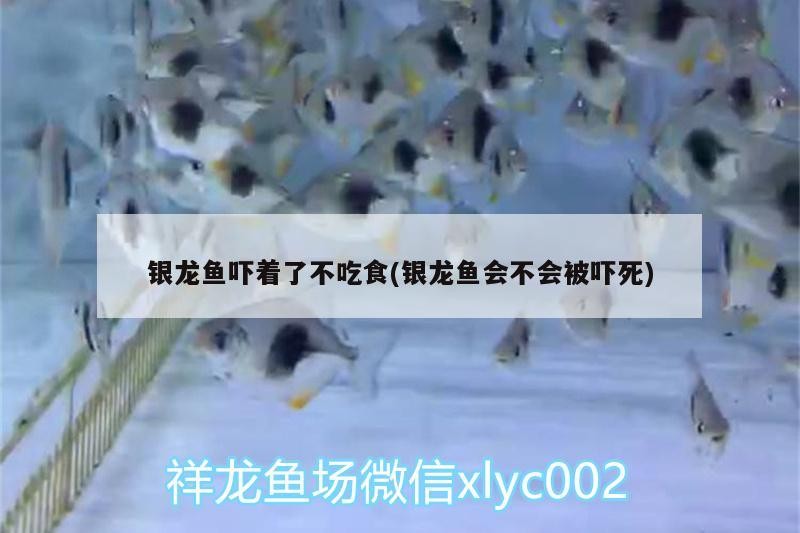 銀龍魚(yú)嚇著了不吃食(銀龍魚(yú)會(huì)不會(huì)被嚇?biāo)?