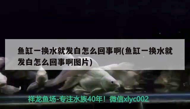 伊罕精巧桶60和伊罕150對(duì)比（伊罕精巧桶60能用在多大缸上）