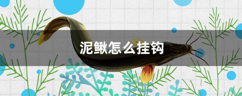 泥鰍怎么掛鉤