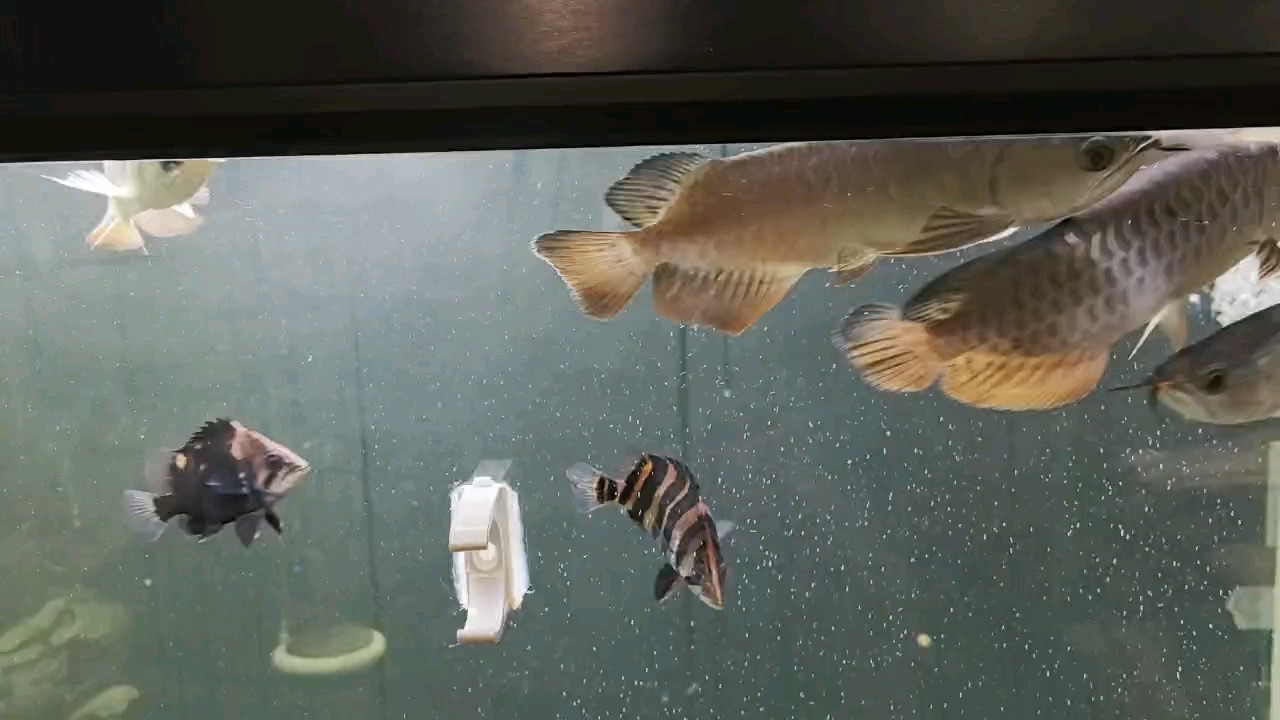 歡蹦亂跳 歡蹦亂跳 龍魚論壇