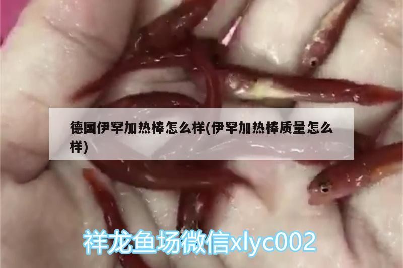 魚缸用增氧泵價格是多少:魚缸增氧機-xtrac增氧機-xtrac增氧機 德國伊罕加熱棒怎么樣(伊罕加熱棒質量怎么樣) 伊罕水族 德國伊罕加熱棒怎么樣(伊罕加熱棒質量怎么樣) 德國伊罕加熱棒怎么樣(伊罕加熱棒質量怎么樣) 伊罕水族