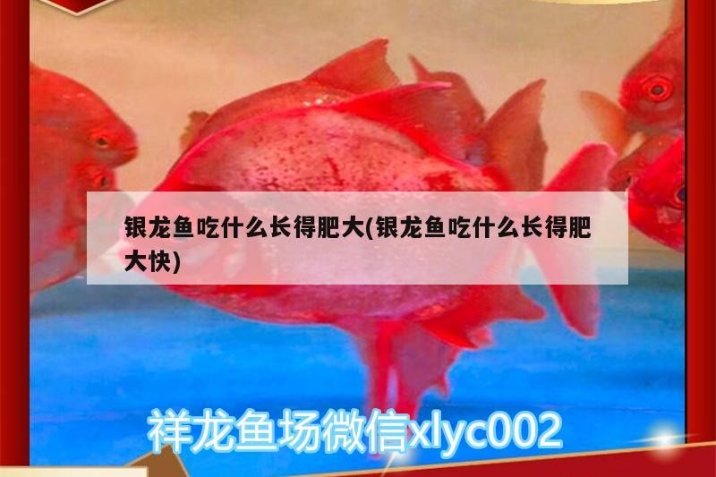 銀龍魚吃什么長得肥大(銀龍魚吃什么長得肥大快)