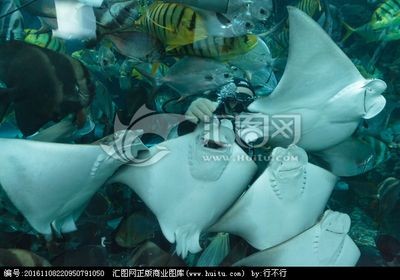 魟魚能撐死嗎：讓魚能夠撐死嗎？