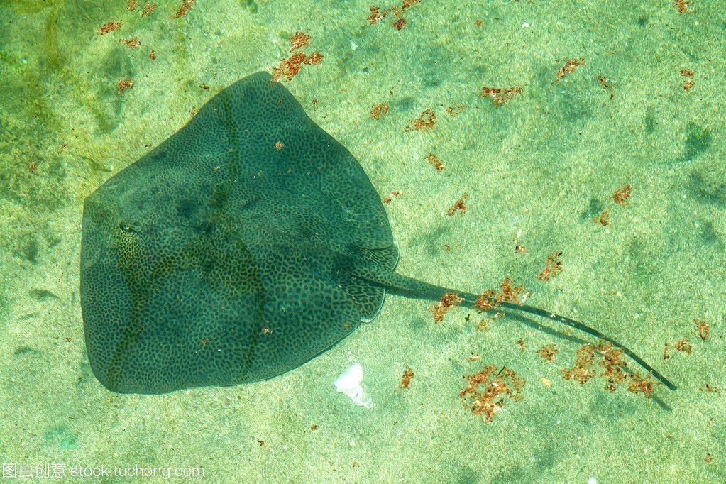魟魚能撐死嗎：讓魚能夠撐死嗎？