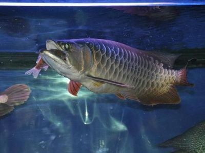 龍魚爛尾治療需要多久vs祥龍魚場：祥龍魚場龍魚爛尾病治療方法對比如何判斷龍魚是否爛尾