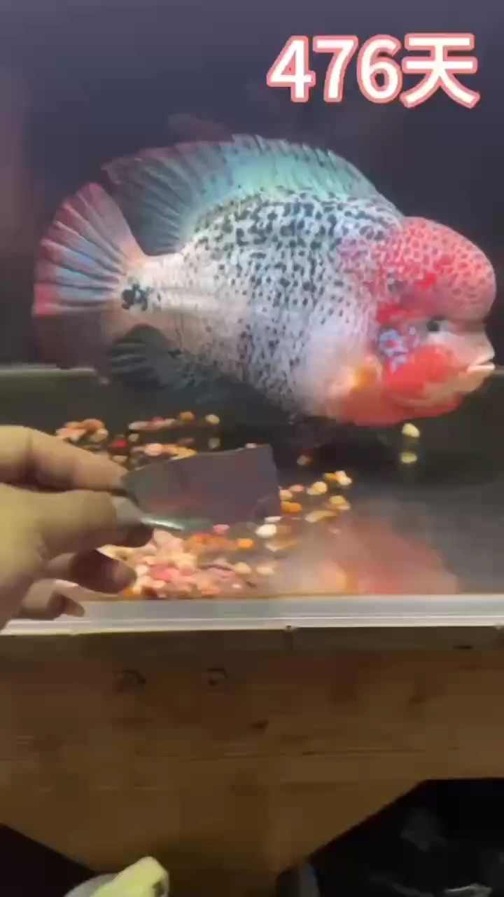 古典羅漢魚重血網(wǎng)紋淺交從小到大成長記錄整個變化過程 目前29-30公分