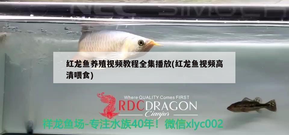 客廳里可以放魚缸嗎 客廳里能放魚缸養魚嗎