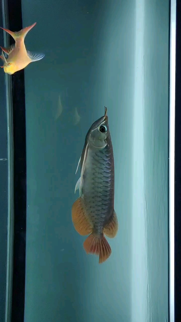 尾巴恢復第四十天 尾巴恢復第四十天 龍魚論壇