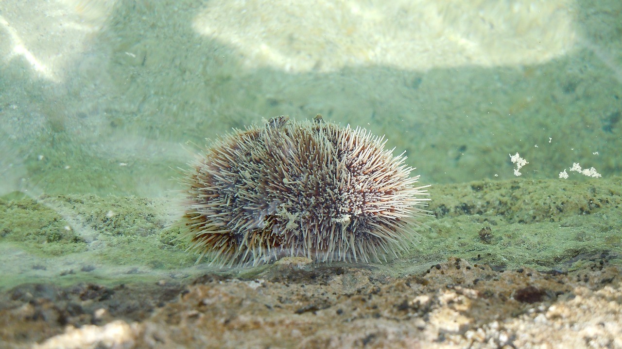 老魚匠造浪泵夜間模式是幾檔：老魚匠環流造浪泵