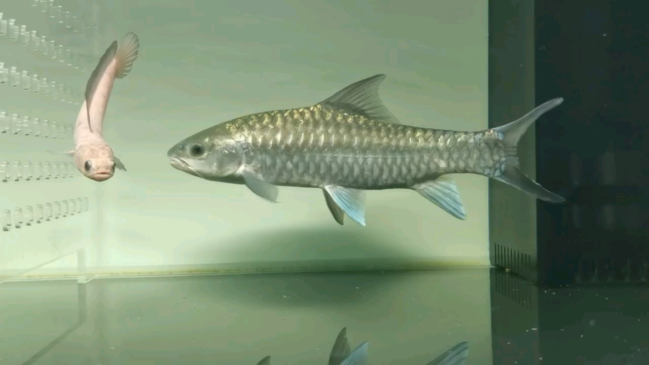 藍與白