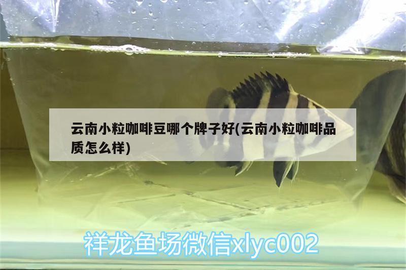 云南小粒咖啡豆哪個牌子好(云南小粒咖啡品質怎么樣)