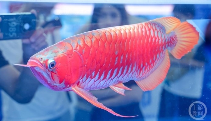 可麗愛魚缸1.5m型號與價格圖片（可麗愛魚缸1.5m型號與價格圖片大全） 可麗愛魚缸1.5m型號與價格圖片（可麗愛魚缸1.5m型號與價格圖片大全） iwish愛唯希品牌魚缸