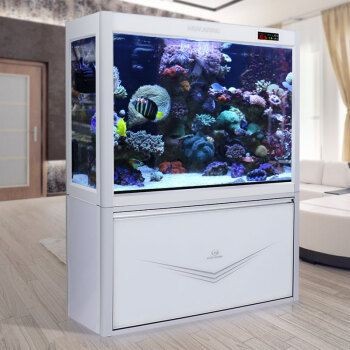 5米的魚缸：5米長的魚缸養什么魚