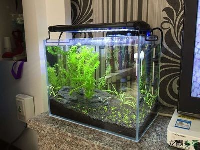 70x40x40魚缸：70x40x40x40x40x40x40x40x40x40x40魚缸養多少 70x40x40魚缸：70x40x40x40x40x40x40x40x40x40x40魚缸養多少 魚缸百科 第3張