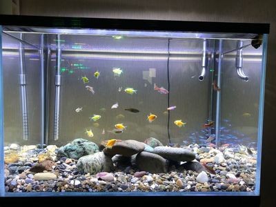 70x40x40魚缸：70x40x40x40x40x40x40x40x40x40x40魚缸養多少 70x40x40魚缸：70x40x40x40x40x40x40x40x40x40x40魚缸養多少 魚缸百科 第4張