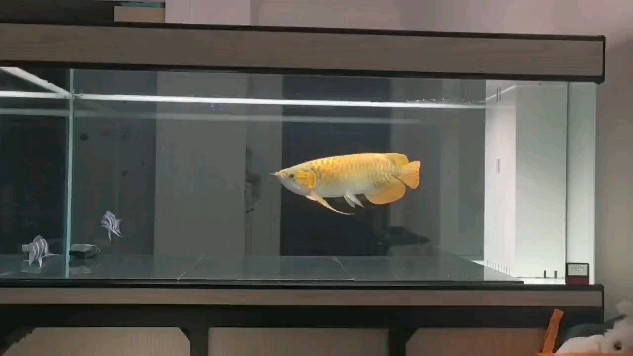 入缸兩年零五個月！！！