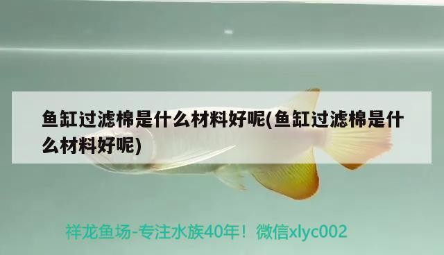 銀龍魚(yú)張嘴扭動(dòng)身子是什么原因(銀龍魚(yú)時(shí)不時(shí)的張嘴)