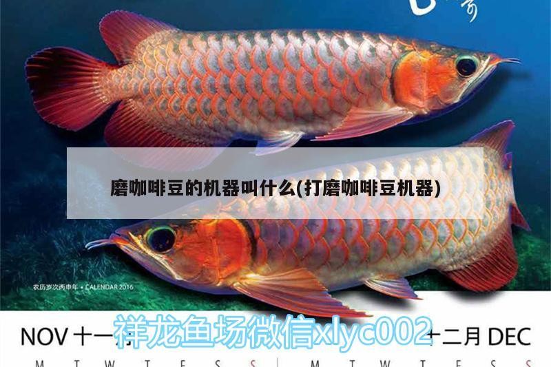 磨咖啡豆的機器叫什么(打磨咖啡豆機器) 磨咖啡豆的機器叫什么(打磨咖啡豆機器) 馬來西亞咖啡