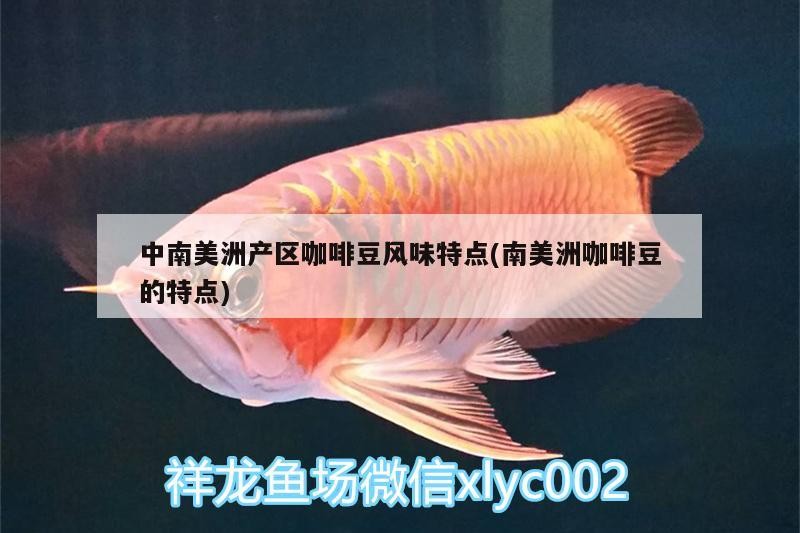 紅龍魚用黃燈烤有用嗎 中南美洲產區咖啡豆風味特點(南美洲咖啡豆的特點) 馬來西亞咖啡 中南美洲產區咖啡豆風味特點(南美洲咖啡豆的特點) 中南美洲產區咖啡豆風味特點(南美洲咖啡豆的特點) 馬來西亞咖啡