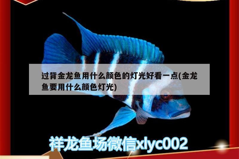 過背金龍魚用什么顏色的燈光好看一點(金龍魚要用什么顏色燈光) 過背金龍魚用什么顏色的燈光好看一點(金龍魚要用什么顏色燈光) 金龍魚百科