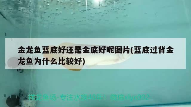 金龍魚藍底好還是金底好呢圖片(藍底過背金龍魚為什么比較好) 金龍魚藍底好還是金底好呢圖片(藍底過背金龍魚為什么比較好) 金龍魚百科