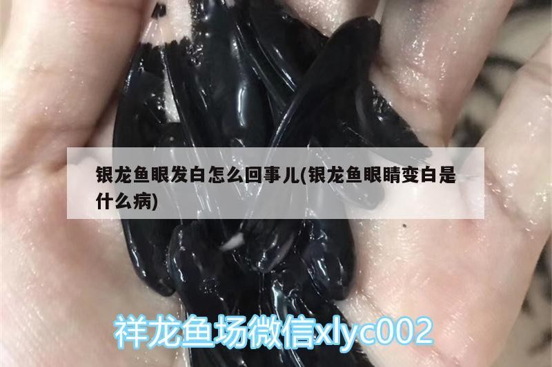 銀龍魚眼發白怎么回事兒(銀龍魚眼睛變白是什么病) 銀龍魚眼發白怎么回事兒(銀龍魚眼睛變白是什么病) 銀龍魚百科