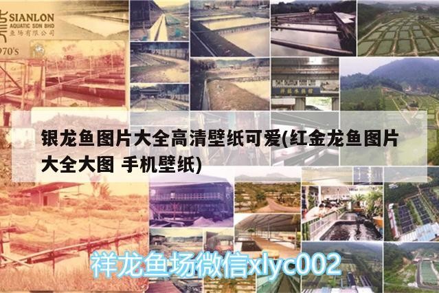 銀龍魚圖片大全高清壁紙可愛(紅金龍魚圖片大全大圖手機壁紙)