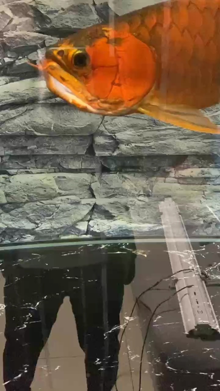 炮彈頭玩家上岸