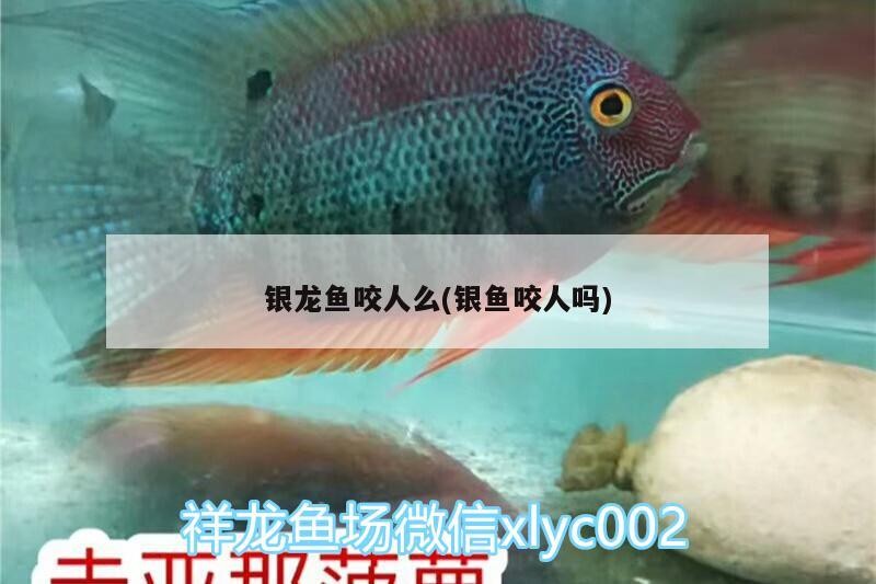 銀龍魚咬人么(銀魚咬人嗎)