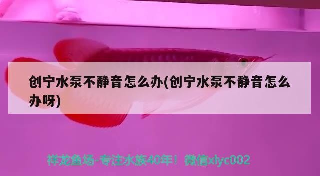 創(chuàng)寧水泵不靜音怎么辦(創(chuàng)寧水泵不靜音怎么辦呀)