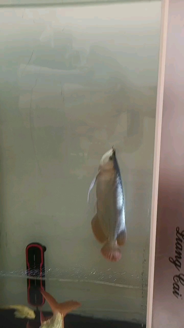 入缸的第一天