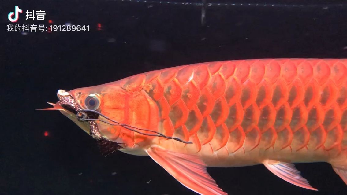 又給吃店一條 全國水族館企業名錄 第2張 又給吃店一條 又給吃店一條 全國水族館企業名錄 第2張