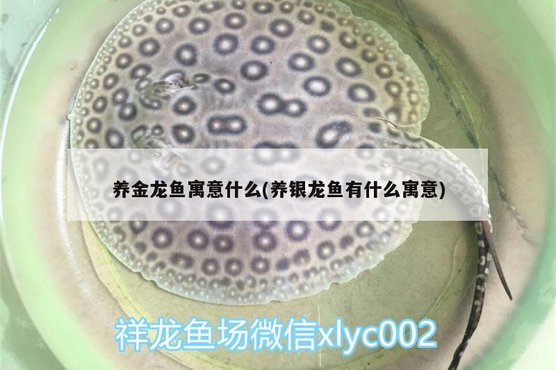 養金龍魚寓意什么(養銀龍魚有什么寓意)