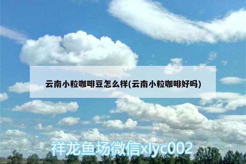 云南小粒咖啡豆怎么樣(云南小?？Х群脝?