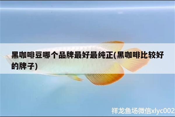 黑咖啡豆哪個品牌最好最純正(黑咖啡比較好的牌子)