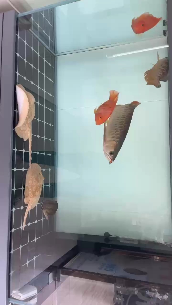一缸吃貨 一缸吃貨 龍魚論壇
