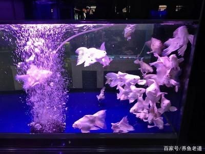 80魚缸養(yǎng)幾條20cm長的蝴蝶鯉：一個(gè)80厘米長的魚缸可能不適合養(yǎng)20cm長的蝴蝶鯉