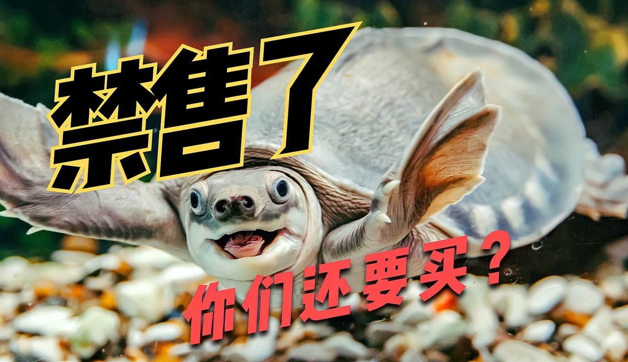 豬鼻龜是什么時(shí)候開始禁售的：豬鼻龜什么時(shí)候開始禁售的呢