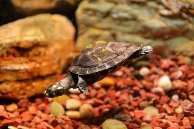 豬鼻龜是什么時(shí)候開始禁售的：豬鼻龜什么時(shí)候開始禁售的呢
