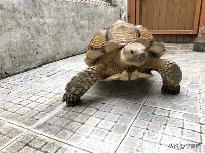 豬鼻龜是什么時(shí)候開始禁售的：豬鼻龜什么時(shí)候開始禁售的呢