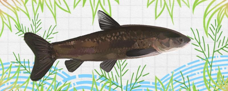 青魚養殖周期是多久 青魚養殖周期是多久 iwish愛唯希品牌魚缸