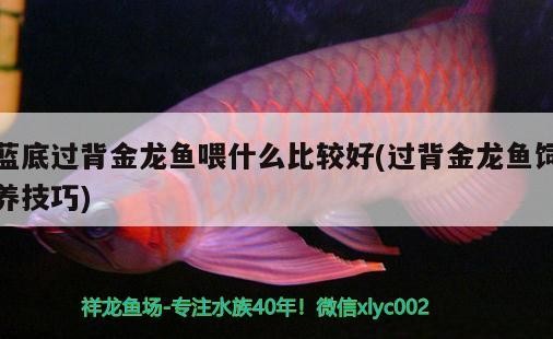 藍(lán)底過背金龍魚喂什么比較好(過背金龍魚飼養(yǎng)技巧) 藍(lán)底過背金龍魚喂什么比較好(過背金龍魚飼養(yǎng)技巧) 金龍魚百科