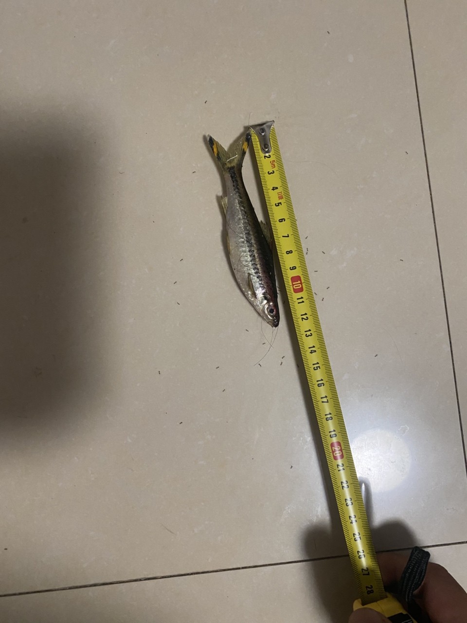 正好前幾天跳缸一只量量尺寸~~