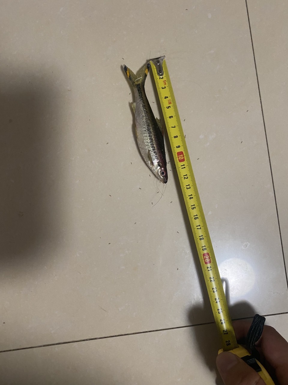 正好前幾天跳缸一只量量尺寸~~