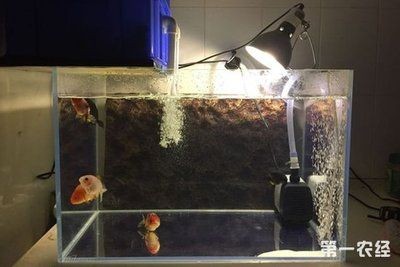 60的魚缸最大可以養什么魚：60厘米的魚缸適合養哪些魚
