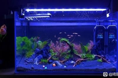 60的魚缸最大可以養什么魚：60厘米的魚缸適合養哪些魚
