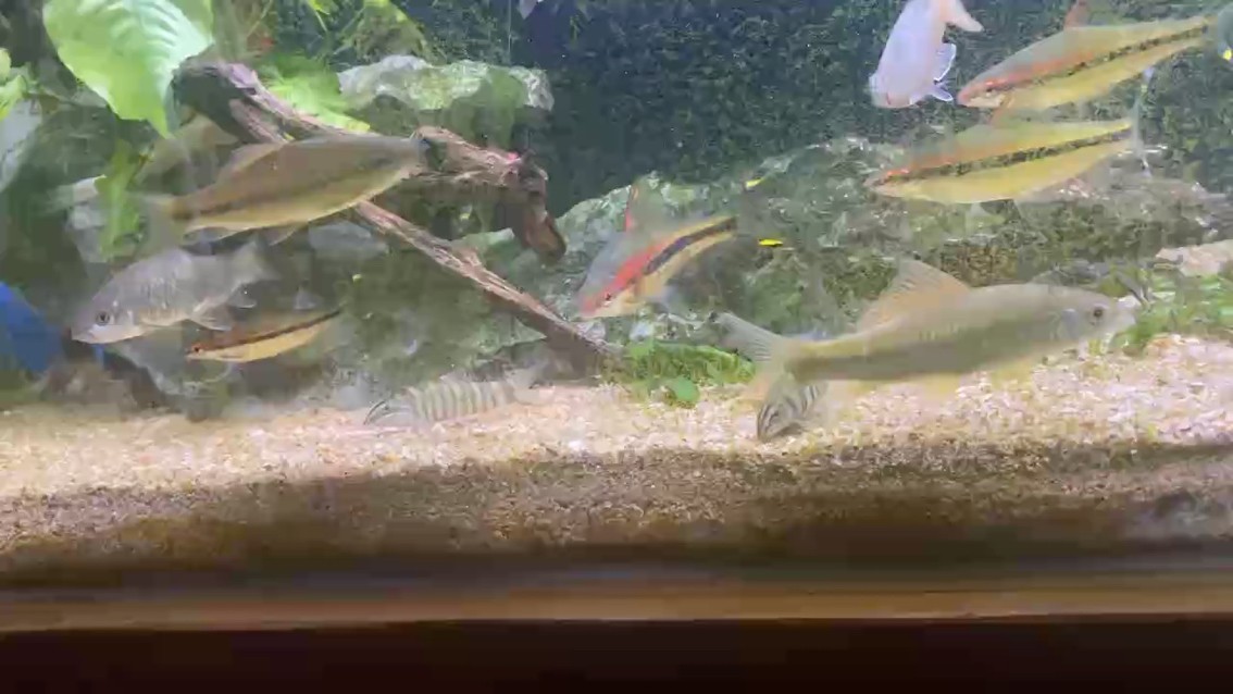 巨型一眉，超肥小斑馬鰍