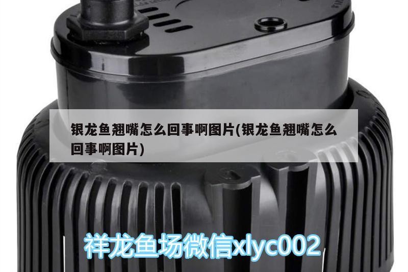 銀龍魚翹嘴怎么回事啊圖片(銀龍魚翹嘴怎么回事啊圖片) 銀龍魚翹嘴怎么回事啊圖片(銀龍魚翹嘴怎么回事啊圖片) 銀龍魚百科